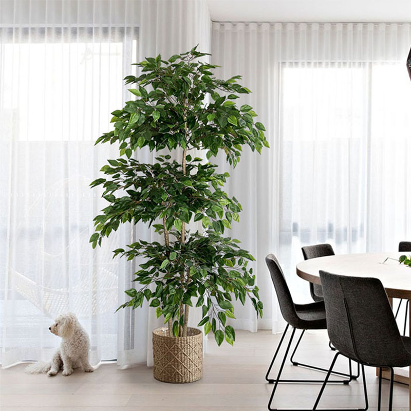 Dracaena Marginata - 70in Ficus yapay ağaç büyük tropikal