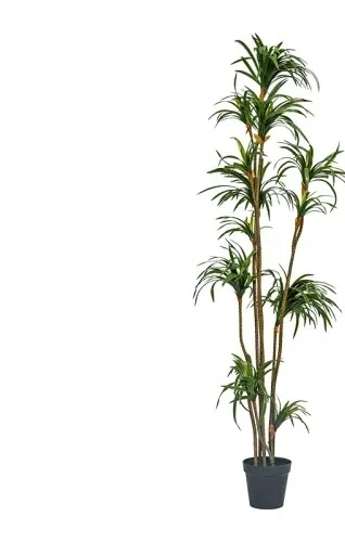 Dracaena Marginata - Simülasyon Dracaena Dracaena Marginata Yeşil Bitki