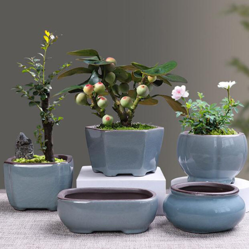 Echeveria Succulent - Retro seramik saksı kuşkonmaz etli saksı