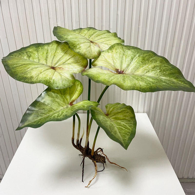 Dracaena Marginata - Gerçekçi Büyük Lotus Yaprakları Köklü Bitki