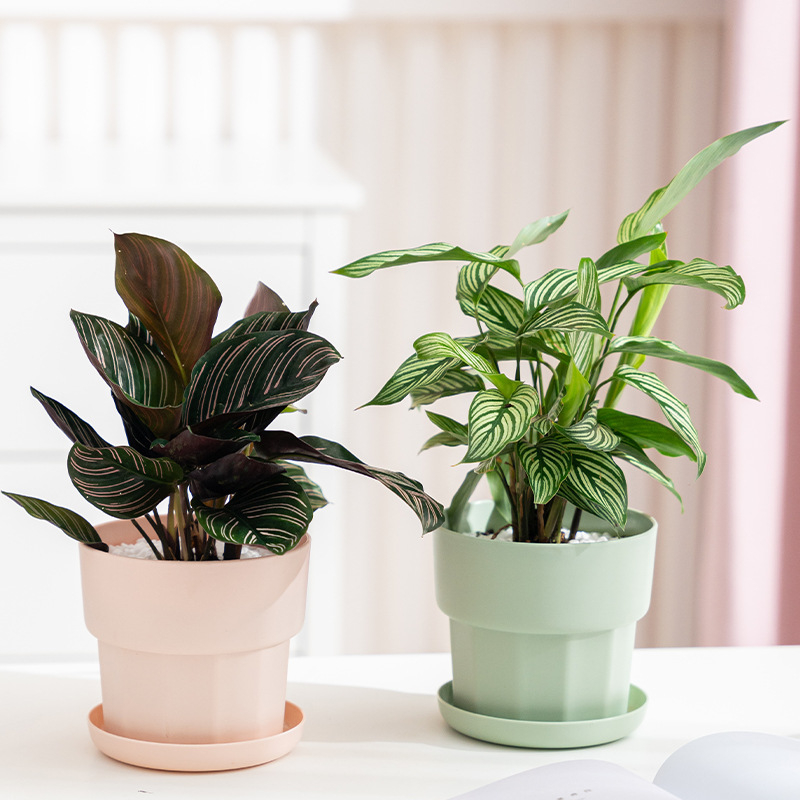 Aloe Vera Pot - İskandinav Minimalist Tarzı Yeşil Turp Sukulent