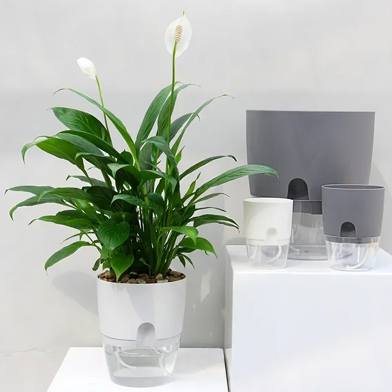 Şeffaf Çift Katmanlı Plastik S - Aloe Vera Pot incelemesi ve fiyatı