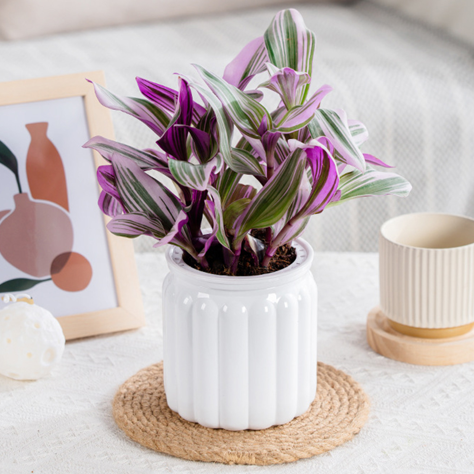 Tembel hidroponik saksı otomat - Aloe Vera Pot incelemesi ve fiyatı