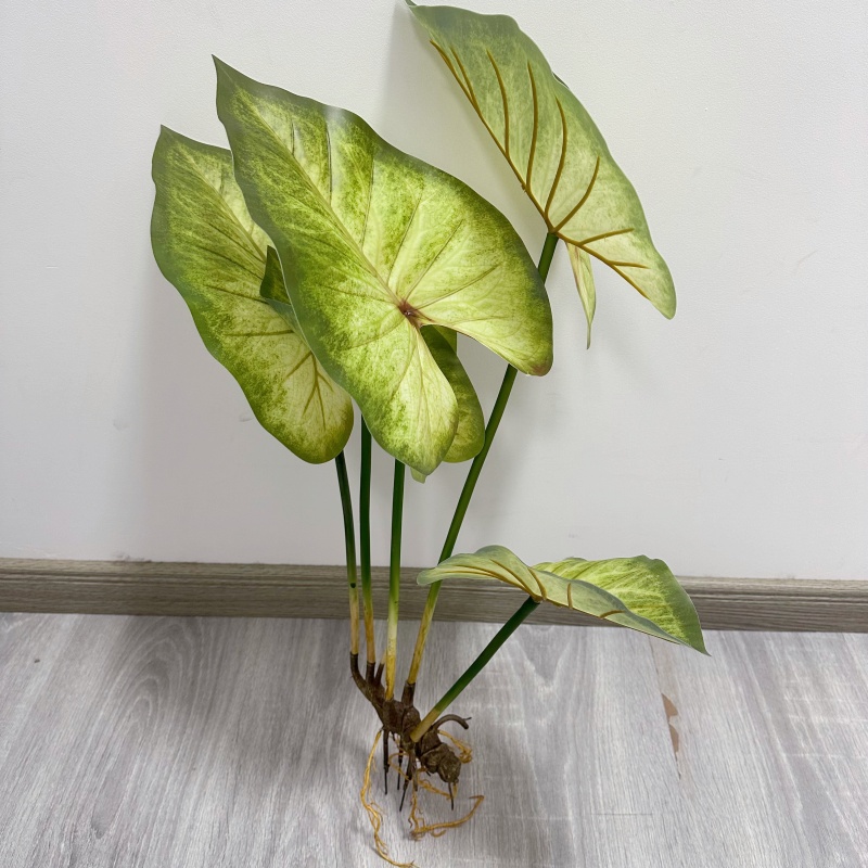 Gerçekçi Büyük Lotus Yapraklar - Dracaena Marginata incelemesi ve fiyatı