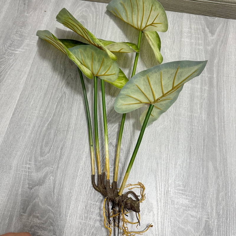 Gerçekçi Büyük Lotus Yapraklar - Dracaena Marginata incelemesi ve fiyatı