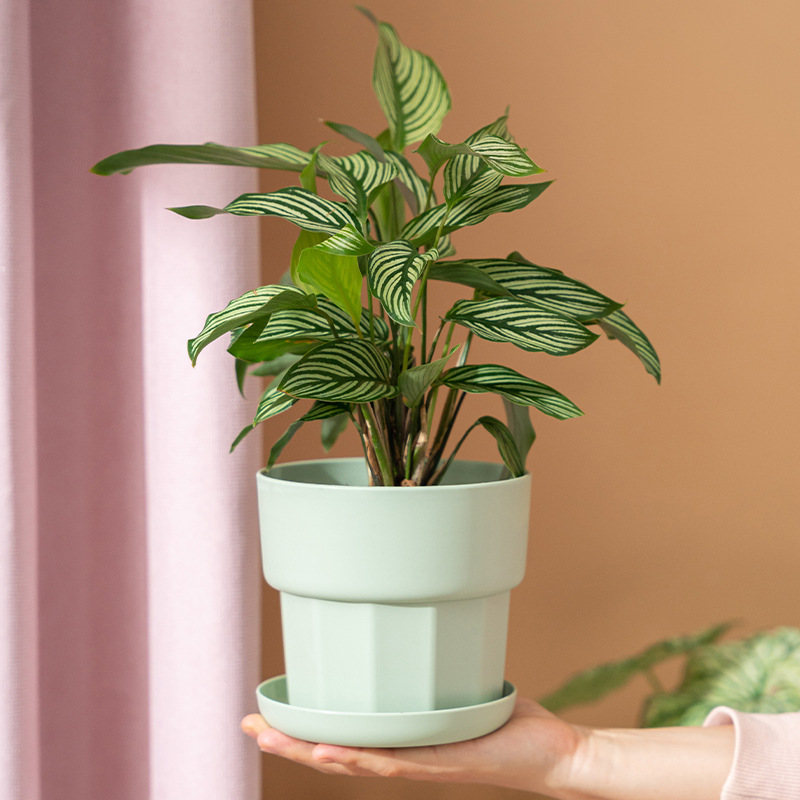 İskandinav Minimalist Tarzı Ye - Aloe Vera Pot incelemesi ve fiyatı