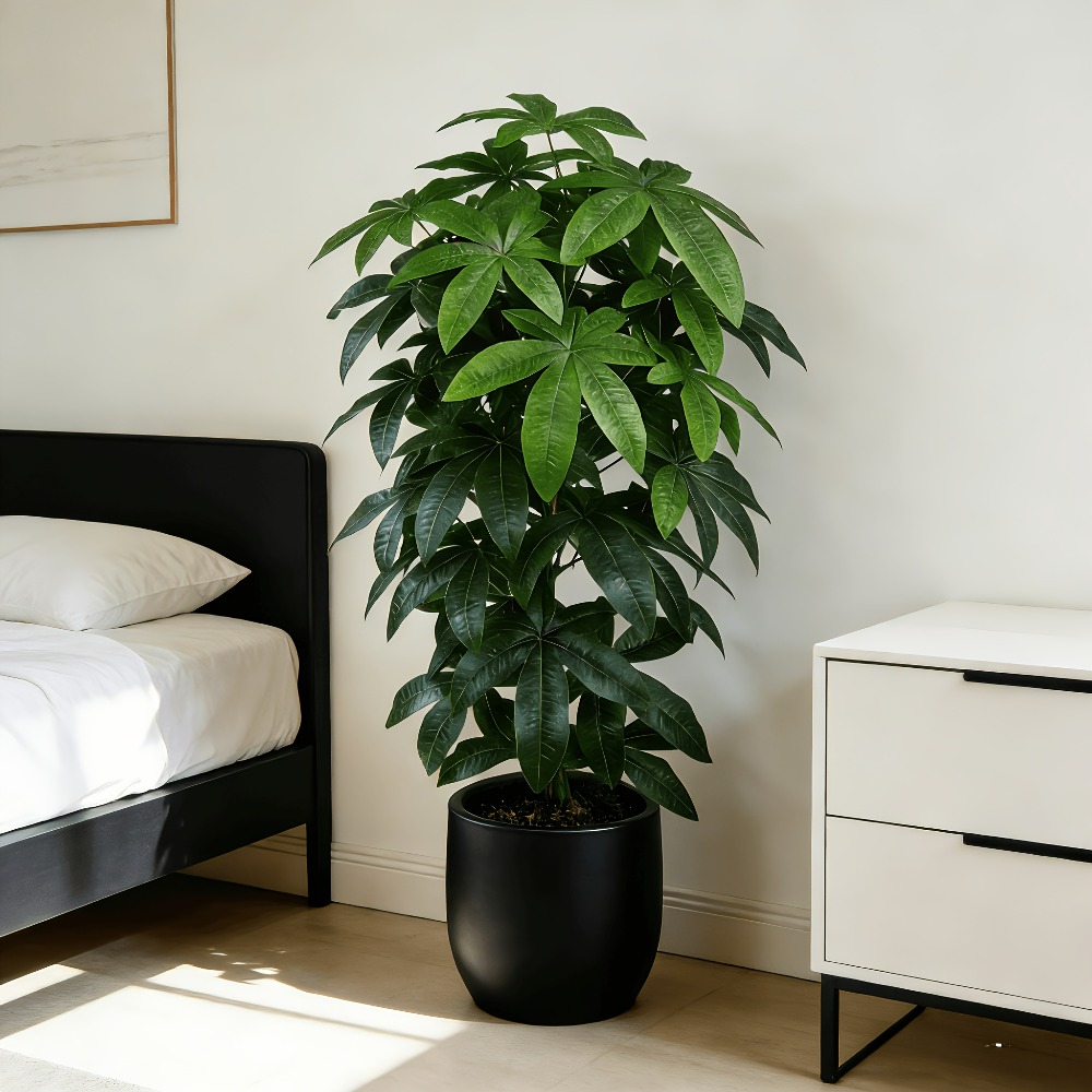 Bilimsel olarak bilinen para a - Monstera Adansonii incelemesi ve fiyatı